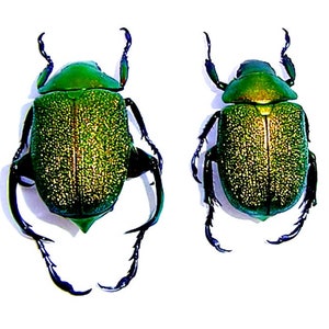 One pair of the fantastic beetles chrysophora chrysochlora 25/35mm for all your taxidermy art projects, image 1