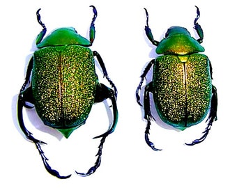 Pack of  2 fantastic beetles  chrysophora chrysochlora 25/35mm for all your taxidermy art projects,