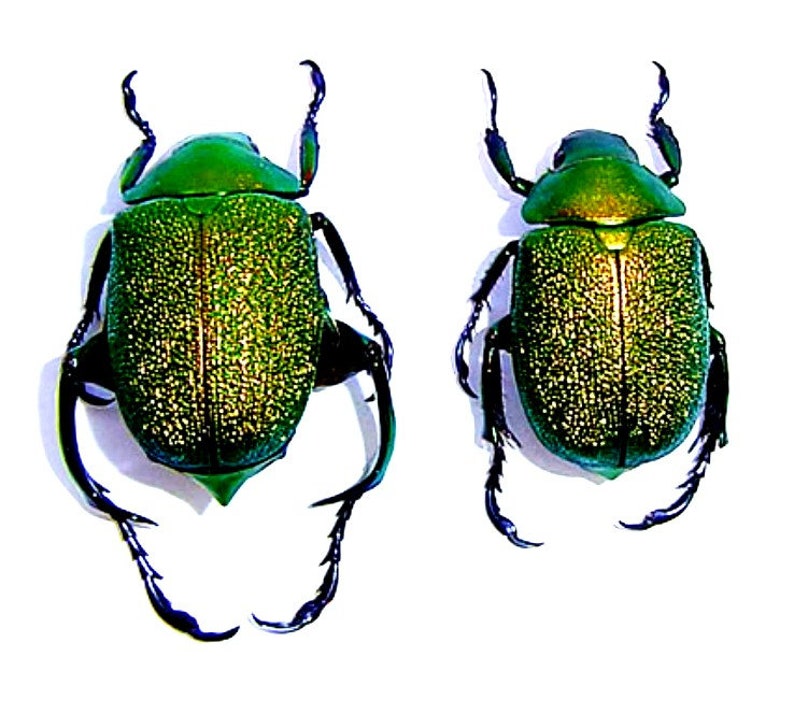 One pair of the fantastic beetles chrysophora chrysochlora 25/35mm for all your taxidermy art projects, image 1