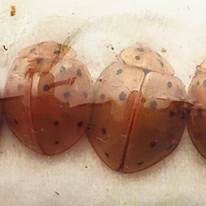 Pack of small ladybugs / ladybird beetles ssp 4 for all your taxidermy art projects