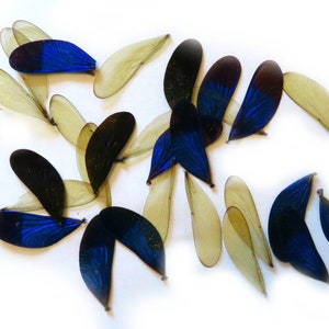 Peut inclure: Une collection d'ailes de libellules, certaines avec un reflet bleu iridescent et d'autres avec une couleur jaune pâle translucide.