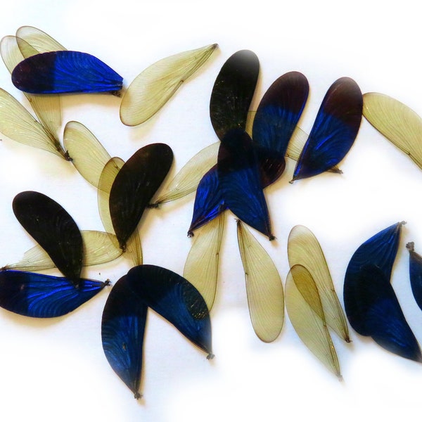 Supplies for taxidermy jewelry artworks - dried insects - :  Set of 50 wings from damselfly