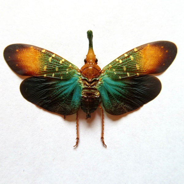 Pack of two lantern bug Pyrops gunjii  with open wings for all your taxidermy art projects ,