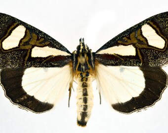 PSEUDOLYCAENA DAMO*****male****MEXICO unmounted,papered 