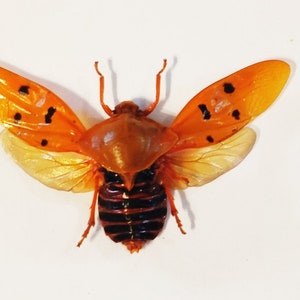 Puede incluir: Un insecto preservado naranja y negro con las alas extendidas. El insecto tiene una cabeza marrón y un cuerpo rayado negro y naranja.
