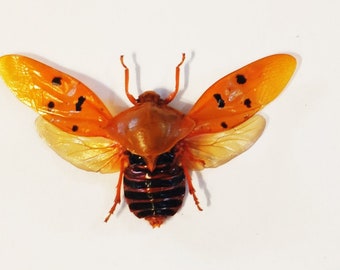 Set of 2 nice stinkbugs Cercopidae ssp 2 from Indonesia with open wings for all your taxidermy art projects