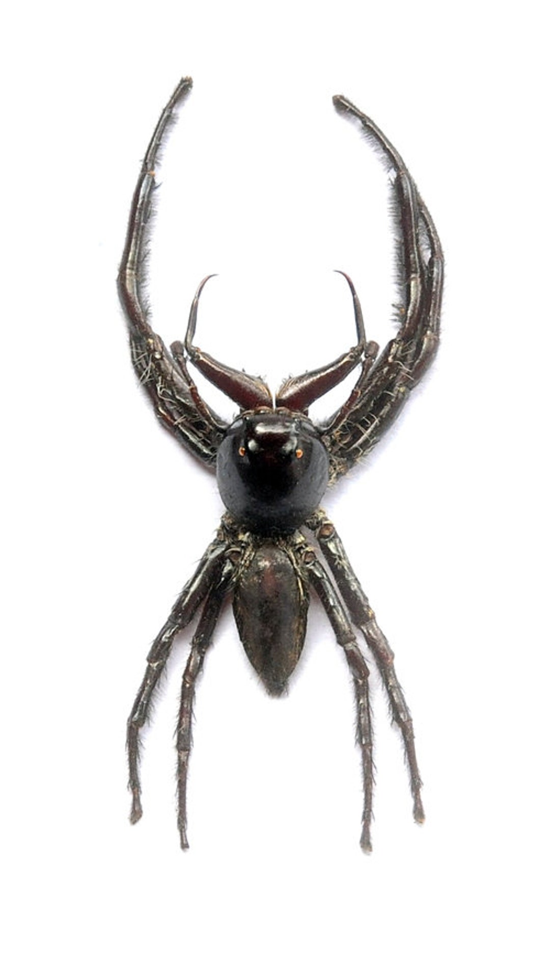 Pack of Two Impressive Jumping Spider Hyllus Giganteus Male Etsy