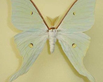 One luna moth from Far east  Actias dulcinea  with wings closed,male or female , aa- for all your taxidermy art projects