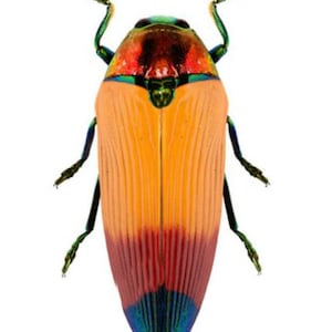 Pack of two jewel beetles  Metaxymorpha apicalis  for all your taxidery art projects