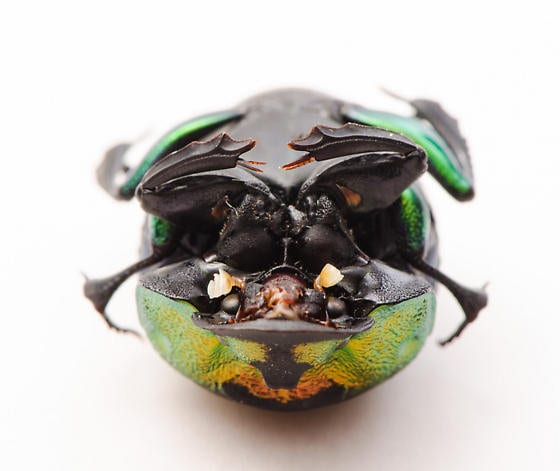 Pack of 4 Scarab Beetles ( 2male/2female) Phanaeus Vindex 20/25mm