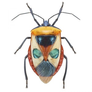 Op de afbeelding: Een kleurrijk insect met een gele, oranje, rode, blauwe en groene gepatroneerde schil. Het insect heeft lange, zwarte poten en antennes.