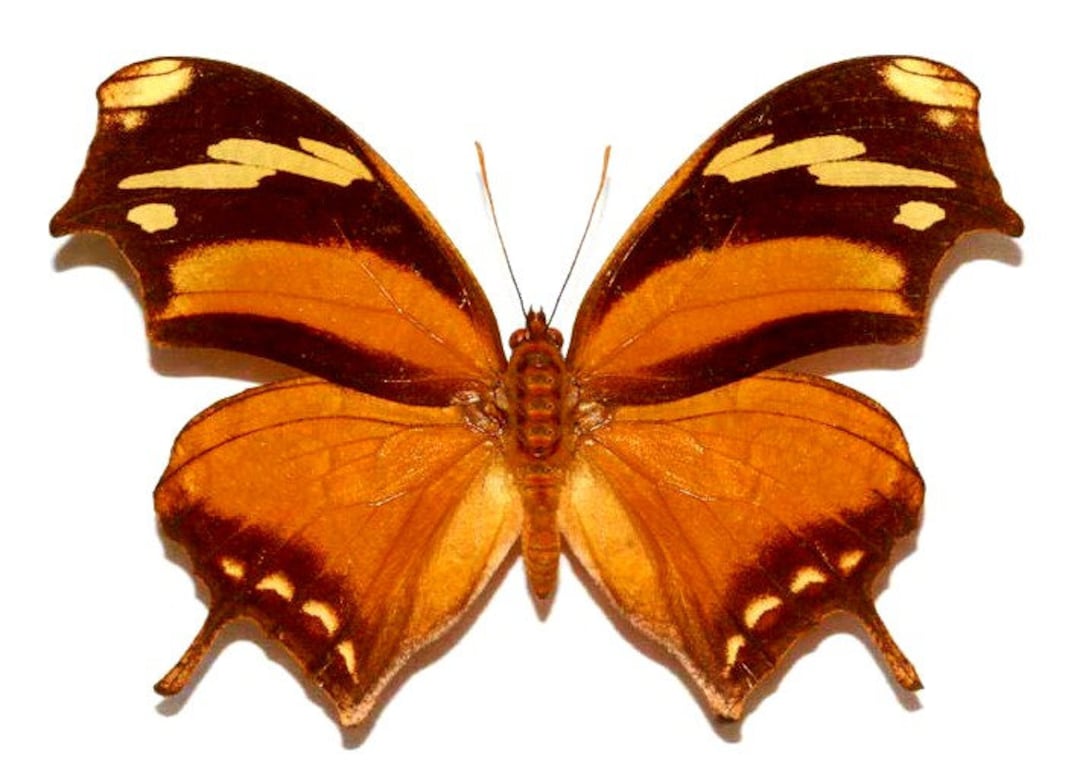 Consul Fabius Pack of 2 Folded Leaf Mimic Butterflies Consul Fabius Cecrops A1 ...
