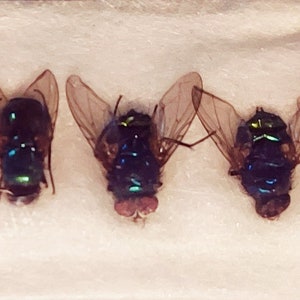 Pack of 10 small blue flies,calliphoridae  diptera , from Indonesia ssp 9 for all your taxidermy art projects
