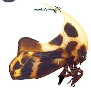 May include: A close-up of a brown and black insect with a spotted, white and brown body. The insect has a long, thin tail and a pair of long, thin antennae.