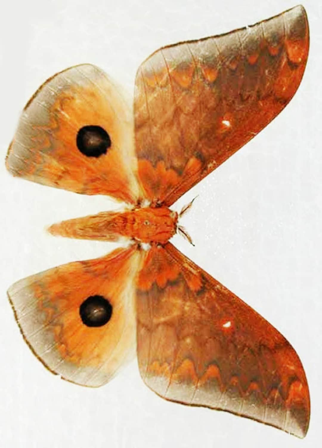 One Fantastic Silk Moth PAIR Pseudobunaea Tyrrhena Negleca Male AND ...