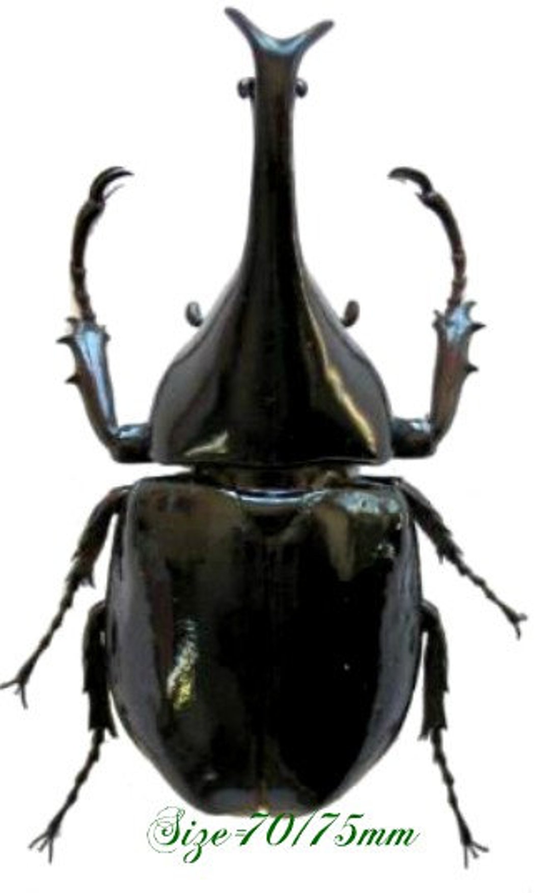 Pack of 2 Rhino Beetles Xylotrupes Gideon for All Your Taxidermy