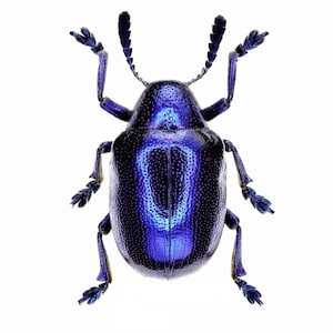 Op de afbeelding: Een close-up van een metallic blauwe kever met lange poten en een glanzend, iriserend exoskelet.
