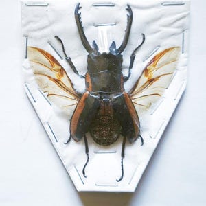 May include: A preserved stag beetle specimen mounted on a white, shield-shaped foam board with metal staples. The beetle features large, dark brown mandibles, a dark thorax, and translucent, amber-colored wings extended outward to the sides.