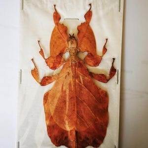 May include: A preserved leaf insect specimen mounted on a rectangular white card with metal staples. The insect has a distinct orange-brown coloration with wing structures that mimic the appearance of a dried, veined autumn leaf.