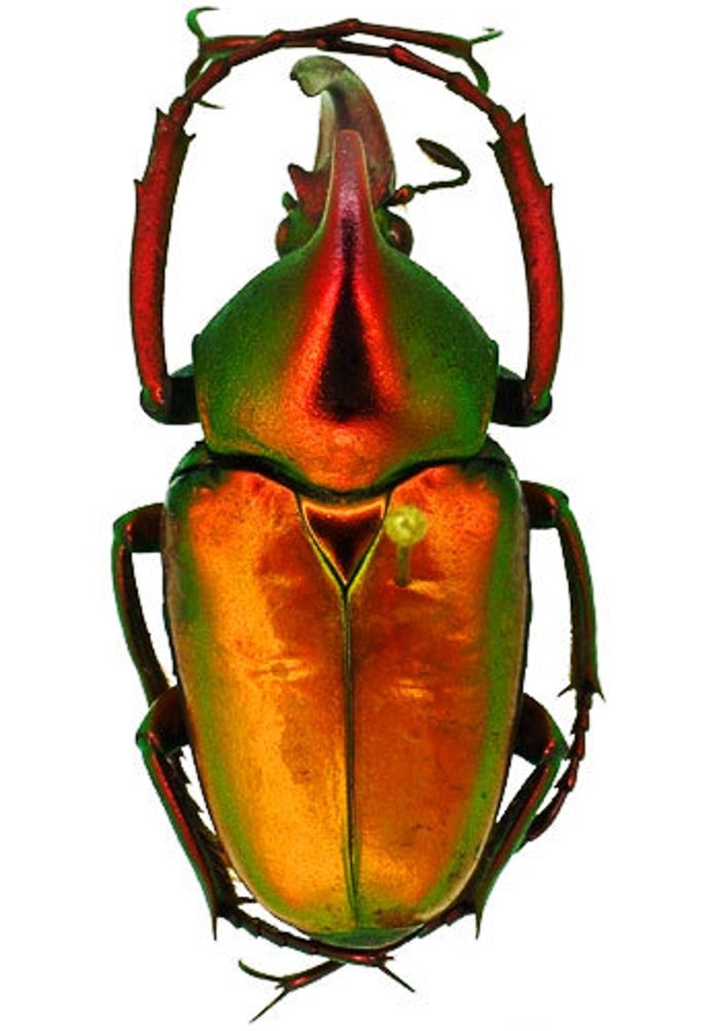 Supplies for your artworks dried insects Lot of 3 Etsy