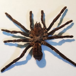 May include: A large, brown tarantula spider with eight legs and hairy body. The spider is lying on its back with its legs spread out.