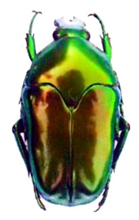 Lot of 50 Flower Beetle Ischiopsopha ritsemae celebensis Insect Taxidermy Lot of 50 Flower Beetle Ischiopsopha ritsemae celebensis Insect Taxidermy