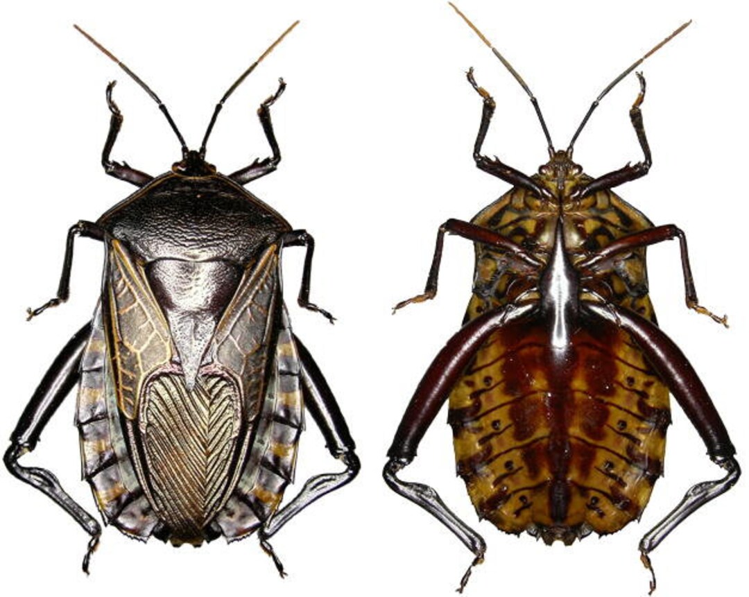 Set of 2 Nice and Large Hemiptera Plisthenes Merianae A1 / Aa- Quality ...
