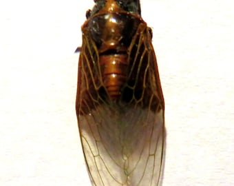 Pack of 6 clearwinged cicadas,  WS 30/40mm  for all your taxidermy art projects . a1 to aa- quality