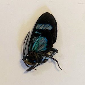 Può includere: Una farfalla nera e blu con ali iridescenti. La farfalla è montata su uno sfondo bianco.