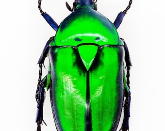 Hoplia coerulea One Real Metallic blue scarab beetle unmounted