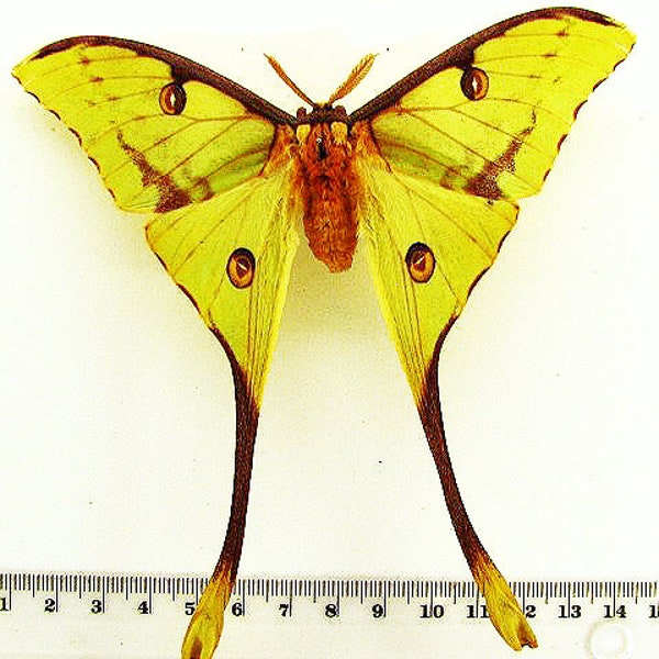 Collectors item : One fantastic african moon moth Argema mimosae male Tanzania , folded A1/aa- , for all your taxidermy art projects