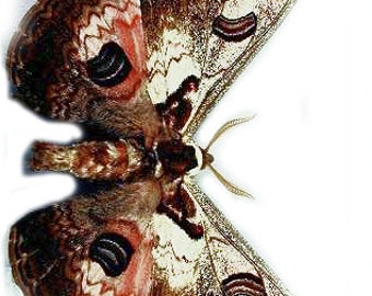 Collectors Item : One Pair (male and Female) Caligula Zuleika From