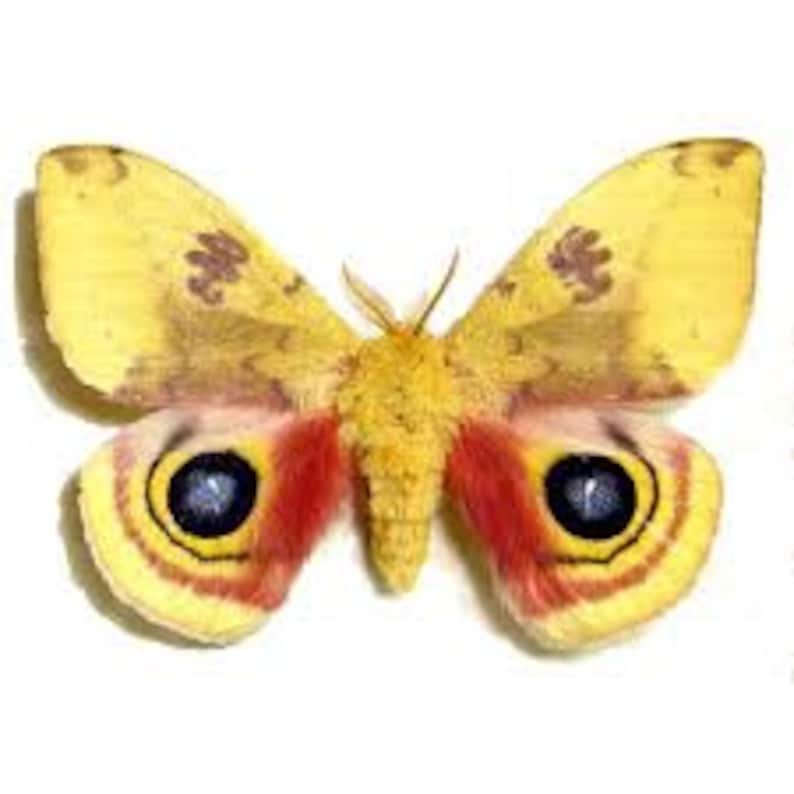 for all your taxidermy art projects FREE SHIPPING One pair of silk moths Automeris io with wings closed male and female