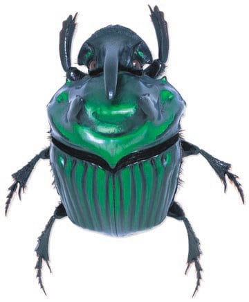 Dung Beetle Dried - Etsy