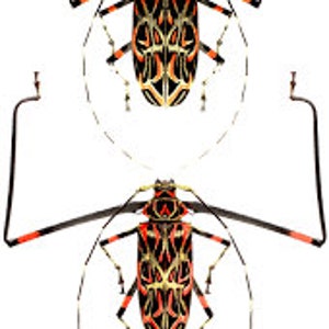 Pack of two unspread harlequin beetles acrocinus longimanus  a1 to aa- quality for all your taxidermy art projects