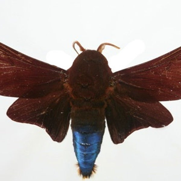 Collectors item : gonometa nysa , lasiocampidae, a- from Cameroon wings closed, for all your taxidermy art projects