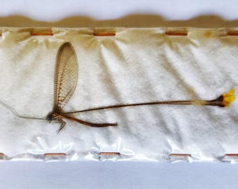 Collectors item : One neuroptera (?) ssp from Cameroon for all your taxidermy art projects