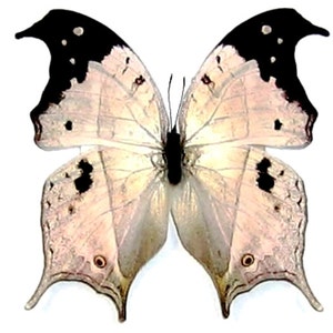 Pack of 2 impressive butterflies Salamis duprei with closed wings aa-, for all your taxidermy art projects