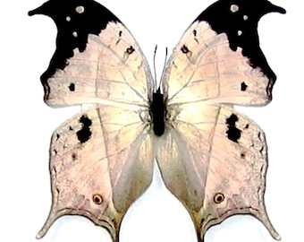 Pack of 2 impressive butterflies Salamis duprei with closed wings aa-, for all your taxidermy art projects