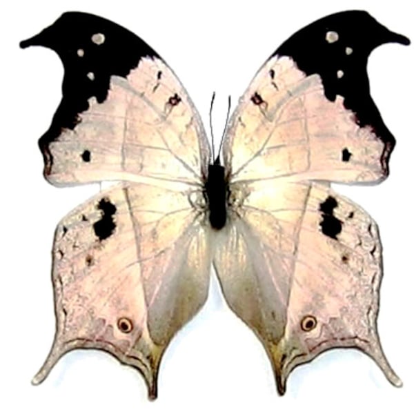 Pack of 2 impressive butterflies Salamis duprei with closed wings aa-, for all your taxidermy art projects