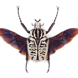 Puede incluir: Un escarabajo blanco y negro con alas marrones extendidas. El escarabajo tiene un patrón distintivo de rayas y manchas.