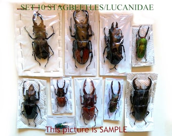 Set of 10 good and large stagbeetles  for beginners to learn how to spread with OR without kit tools for spreading