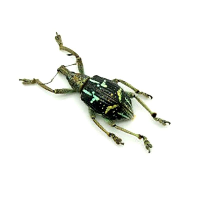 Pack of 4 rhinoscapha insignis weevils 2025 mm FREE SHIPPING