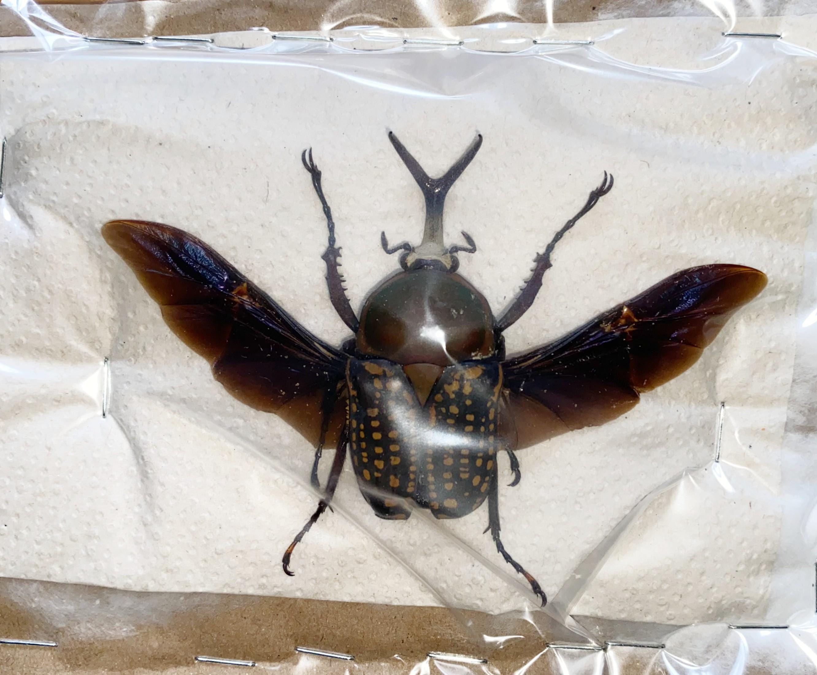 One Male of the African Flower Beetle Megalorrhina Harissi Spread OPEN ...