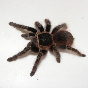One impressive black velvet tarantula acanthoscurria chacoana from Peru, unmounted , for all your art projects
