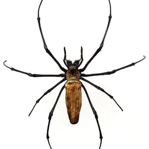 One big nephila pilipes ,arachnid  already UNSPREAD , for all your taxidermy art projects