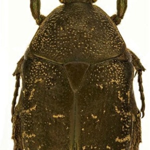 Pack of 10 scarab beetles Protaetia adspersa moluana  a1 UNMOUNTED, for all your taxidermyand photography art projects