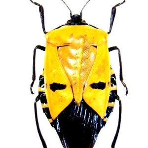Pack of 3  stinkbug Catacanthus incarnatus , hemiptera Java for all your taxidermy art projects