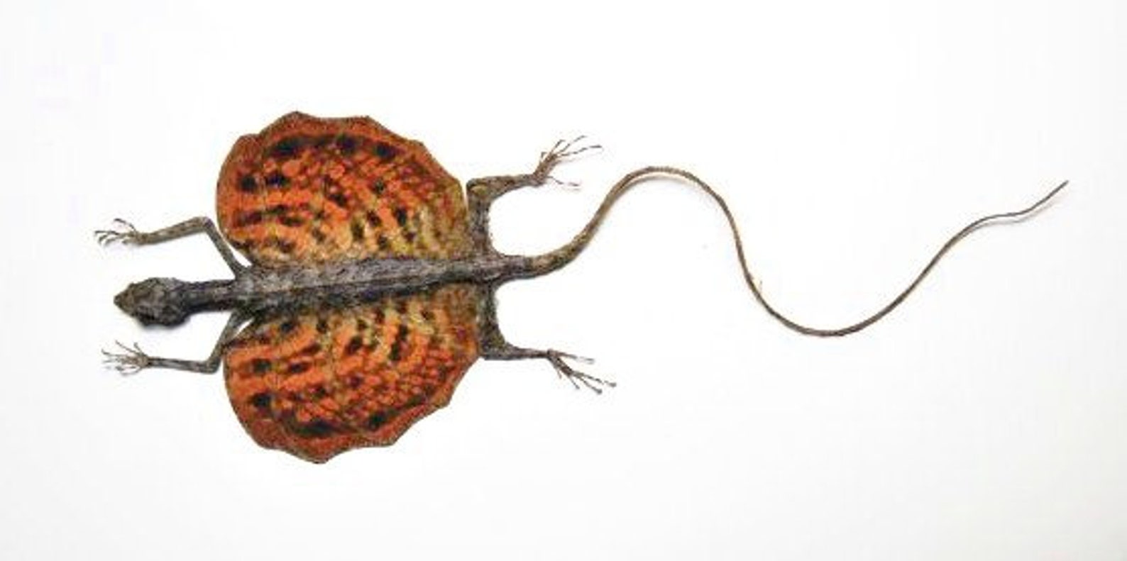 An Impressive Flying Lizard From Java Draco Haematopogon 200/225mm MALE ...