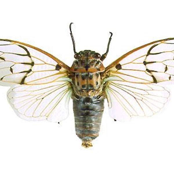 One beautiful and large ghost cicada with wings open, ayuthia spectabilis, for all your taxidermy art projects